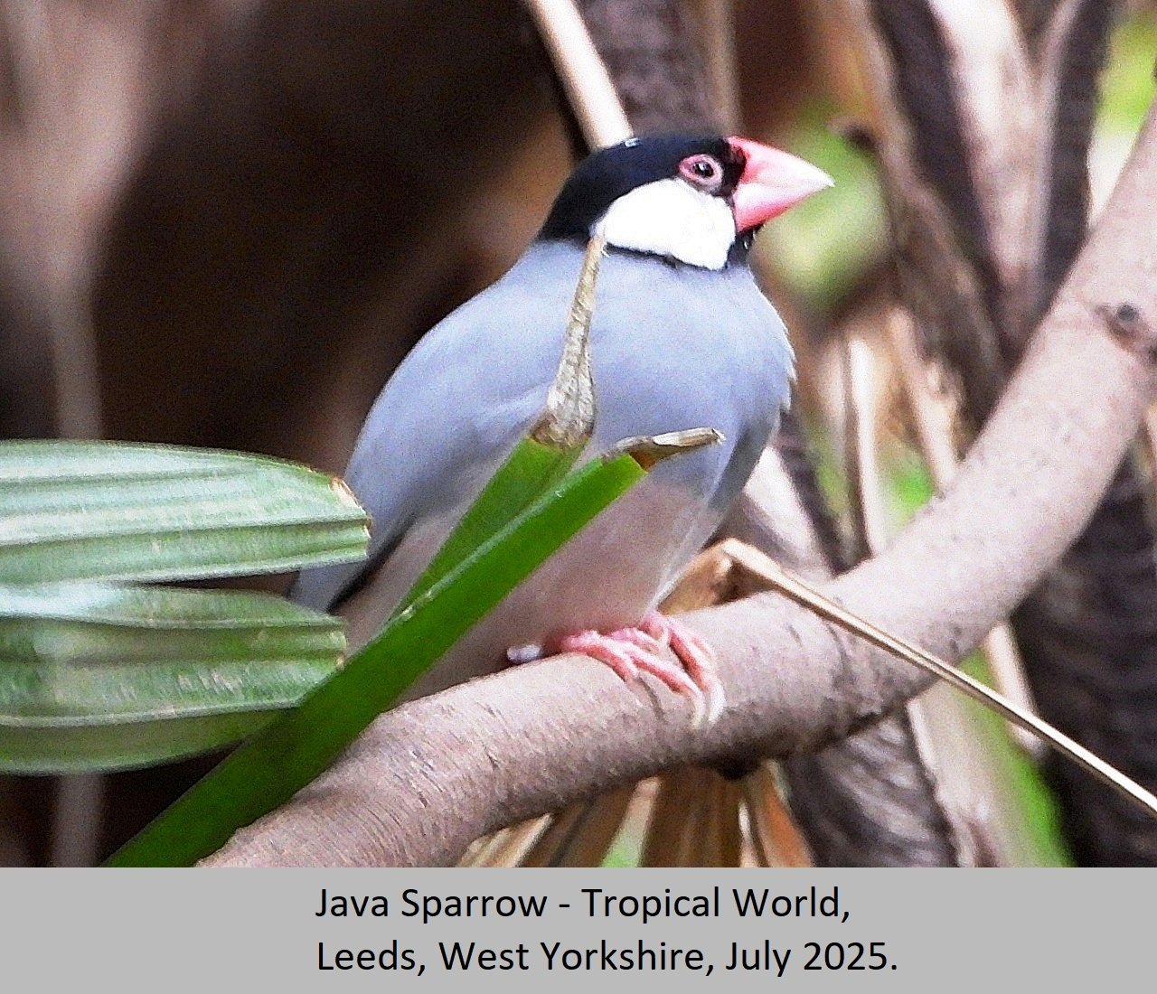 Java Sparrow