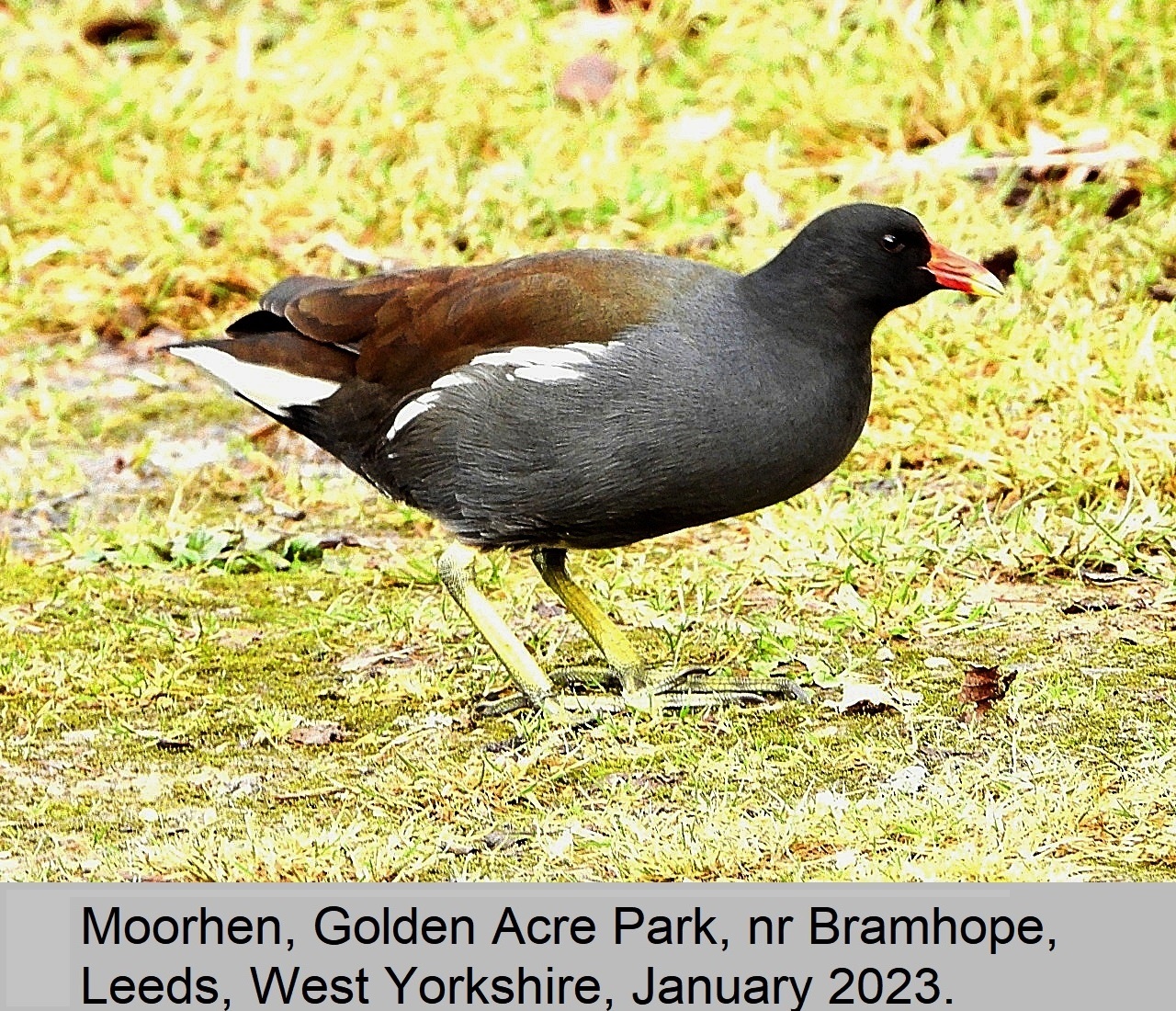 Moorhens moorhens
