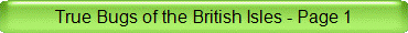 True Bugs of the British Isles - Page 1